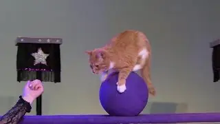 Presenting: The amazing acrobatic cats!