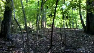 Deer in Rock Creek Park.3gp