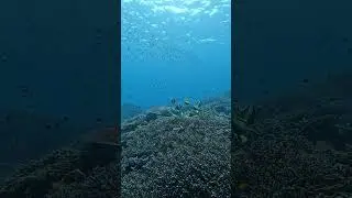 This is how hawksbill turtle find their food.They dig into the corals to find sea sponds.#seaturtles