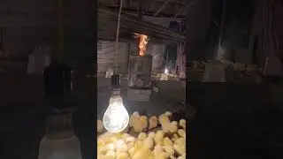 I am heater tonight used do🔥 #chicken #status #farm #poultry