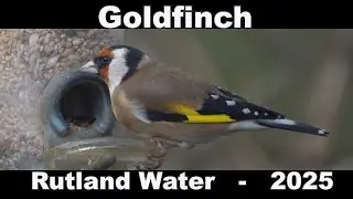 Goldfinch @ Rutland Water  - Nov 2025