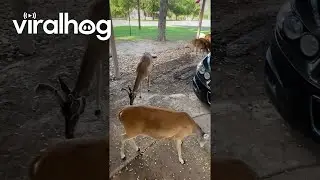 Кормление оленей в нашем районе || ViralHog