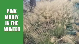 Pink Muhly in the Winter