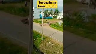 tendua in my town|| leopard #shorts #viral