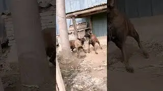 Amazi activitiesng dog#& 12