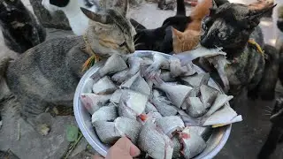 Many Cats eating raw fish | The Gohan Dog And Cats