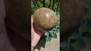 Turtle Stone! #turtlestone #rockhound #rocks #beautiful #earth
