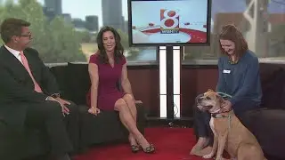 Meet Santana from the Humane Society for Hamilton County