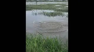 monster rohu catching #monsterrohu #fishing #rohufishing