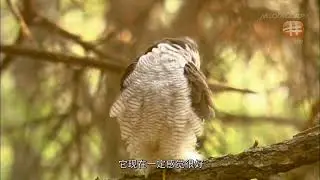 ქორი. Ястреб-тетеревятник. Accipiter gentilis
