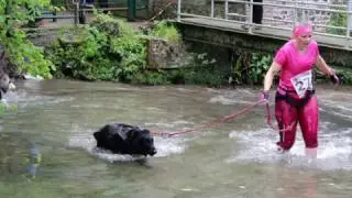 Eclipse & Delphine a l'assaut du Canicross d'Arques la bataille