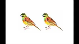 Reclamo de Escribano Sote&ntilde;o (Emberiza cirlus) #22