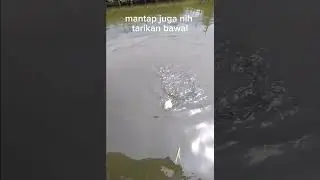 Mancing ikan bawal #kolamikan #mancing #fishing #ikan #fyp #mancingmania #hobbyikan #hobimancing