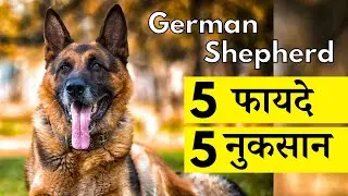 5 Problems and 5 Benefits of German Shepherd In Hindi | Pros and Cons of GSD