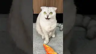 Никакой замок - не проблема, если внутри BOWL WOW.