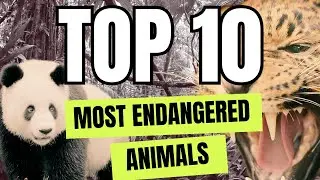 🐼🦁 Top 10 Most Endangered Animals Kids NEED to Know! 🐘🐢Guessing Game!