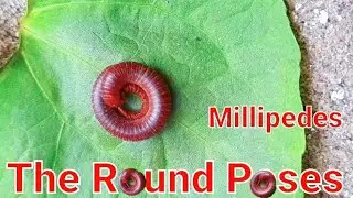 9th ring poses before millipede walking (collected the scenes)