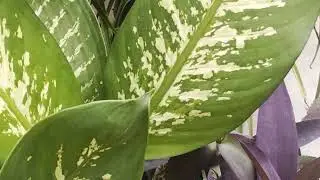 डिफेंबचिया (Diffenbachia,ya Dumb cane) को छाया में क्यों न रखें और कैसे उगाए।#nature#plants# garden#