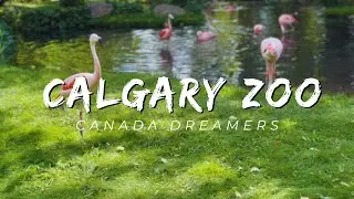 Wildlife at the Calgary Zoo (Vlog) | Best Zoo of Canada
