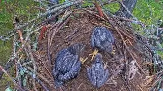 EP#391 #baldeagle Review birds in nest with nature #birdslovers #birdsounds #birdsnest #wildbirds