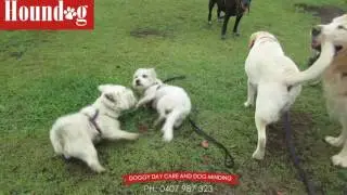 Ultimate Outdoor dog daycare Adventures
