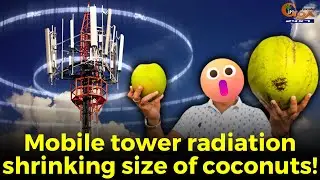 Излучение мобильной вышки уменьшает размер кокосов!
