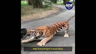 omg😱😱 strength of tiger#shorts animal power, do watch👍👍