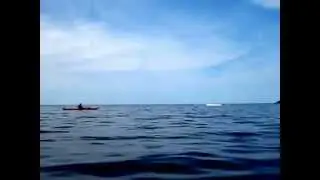 Numerous whales breaching