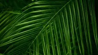 Green leaf 1 hour video loop