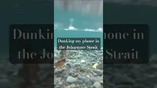 #dunking my phone into the Johnstone Strait #kelp #searchin #bccanada #kayaking #seakayak