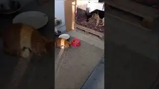 Respect #shorts #dogs respect #cat respect #кошки #собаки #пёс #russia #dog #cat #chat #cute  #котик