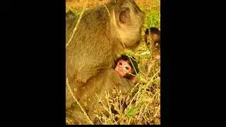Old Mommy Monkey Takes The Best Care Of Baby 7 #animallife #babymonkeys #monkeysr #animals