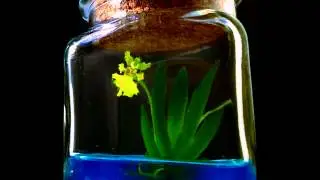 Miniature orchid, Psygmorchis pusilla, flower in maintenance free flask