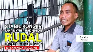 [ Murai Batu RUDAL ] Stabil Juara Karena Tampil Seperti Minon !! Kuncinya Harian Ditempel Bordan