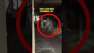 Эта корова умерла стоя&hellip;