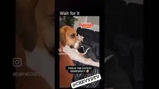 DAT BOI BUCKY A SAVAGE! 🤣🤣🤦🏾&zwj;♂️🤷🏾&zwj;♂️😩😩😂😂😂🗣️💡💡🐕 #chevydtv
