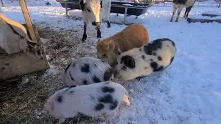 Welcome Two New Pigs To Our Farm  #farm #kunekunepig #farmlife 