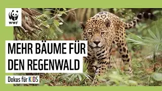 Was unser Schnitzel mit dem Regenwald zu tun hat | Dokus für Kinder