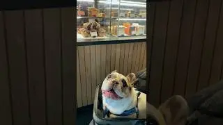 My dog just ordered at Starbucks 🤯 #dog #funny #pets