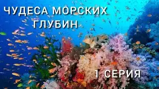 &laquo;Чудеса Морских Глубин&raquo; (2023). 1 серия - Палау (Австралия и Океания).