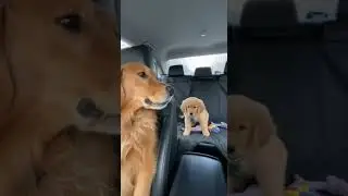 POV: Your dog is in charge of his own kid #funny #wildlifeentertainment #funnyanimal