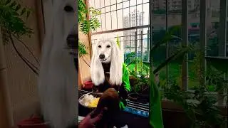 #Lakdi Kati pe 🐴🐴🐴#shartsfunny 🤣🤣🤣#shortsfeed 😋😋😋#shortvideo 🐴🐴🐴#viralvideo #viralshorts #viralreels