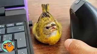 Bird Thinks He’s A Dog And Follows Woman Everywhere | Cuddle Buddies
