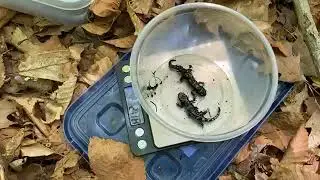 Zoo to You: Marbled salamander release day