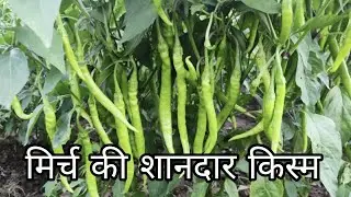 Kalash #Seeds #hybrid Chilli #Nandini #best hybrid