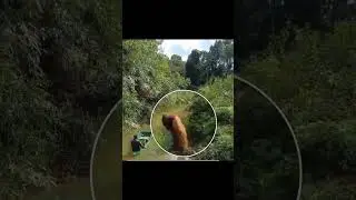 Checkpost in Jungle 🤔🤣#jungle #chimpanzee #tax #checkpost #funny #viralvideo #trending #shorts #love