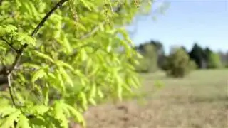 Quercus Robur - El Verdadero Roble