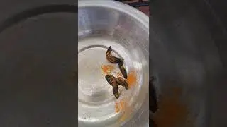 Ayurvedic Treatment ... Leech Therapy .Haldi daal kr Vomiting krvai ja rhi h✌️ Vericose vein.