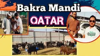 QATAR ka Bakra mandi #Eid Al Adha