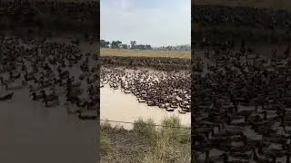 Ducks floating in the small pond and nice view in rice field #shorts